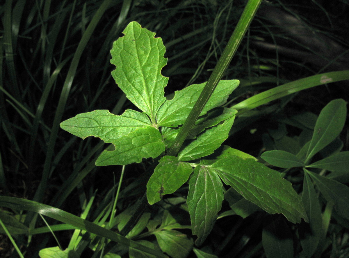 Image of Valeriana altaica specimen.