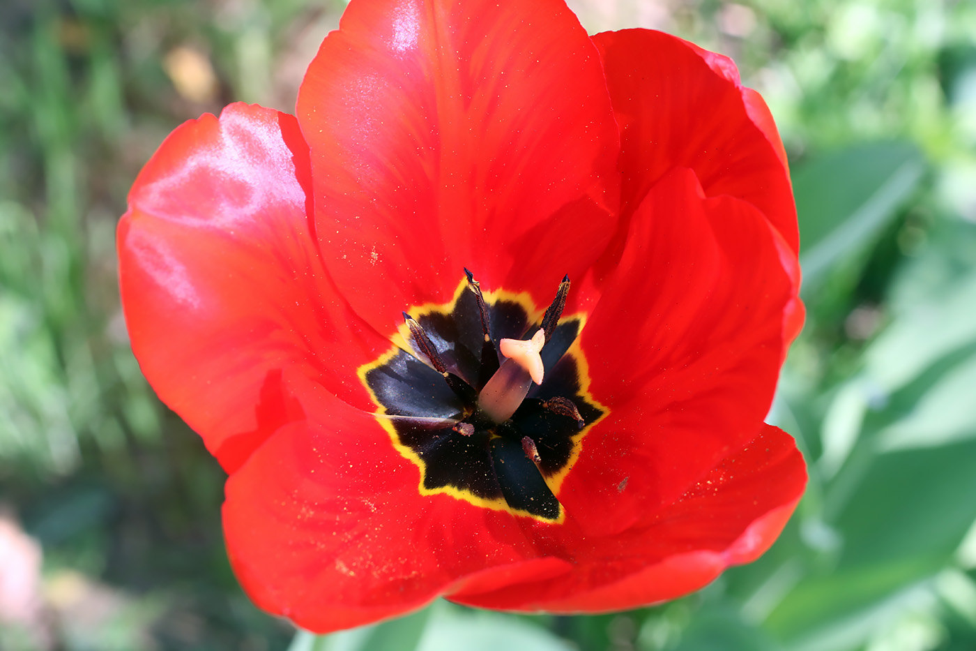 Image of Tulipa fosteriana specimen.