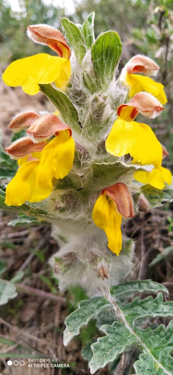 Изображение особи Phlomoides speciosa.