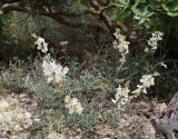 Onobrychis majorovii. Цветущее растение. Дагестан, Табасаранский р-н, окр. с. Гелинбатан, остепнённый склон. 5 мая 2022 г.