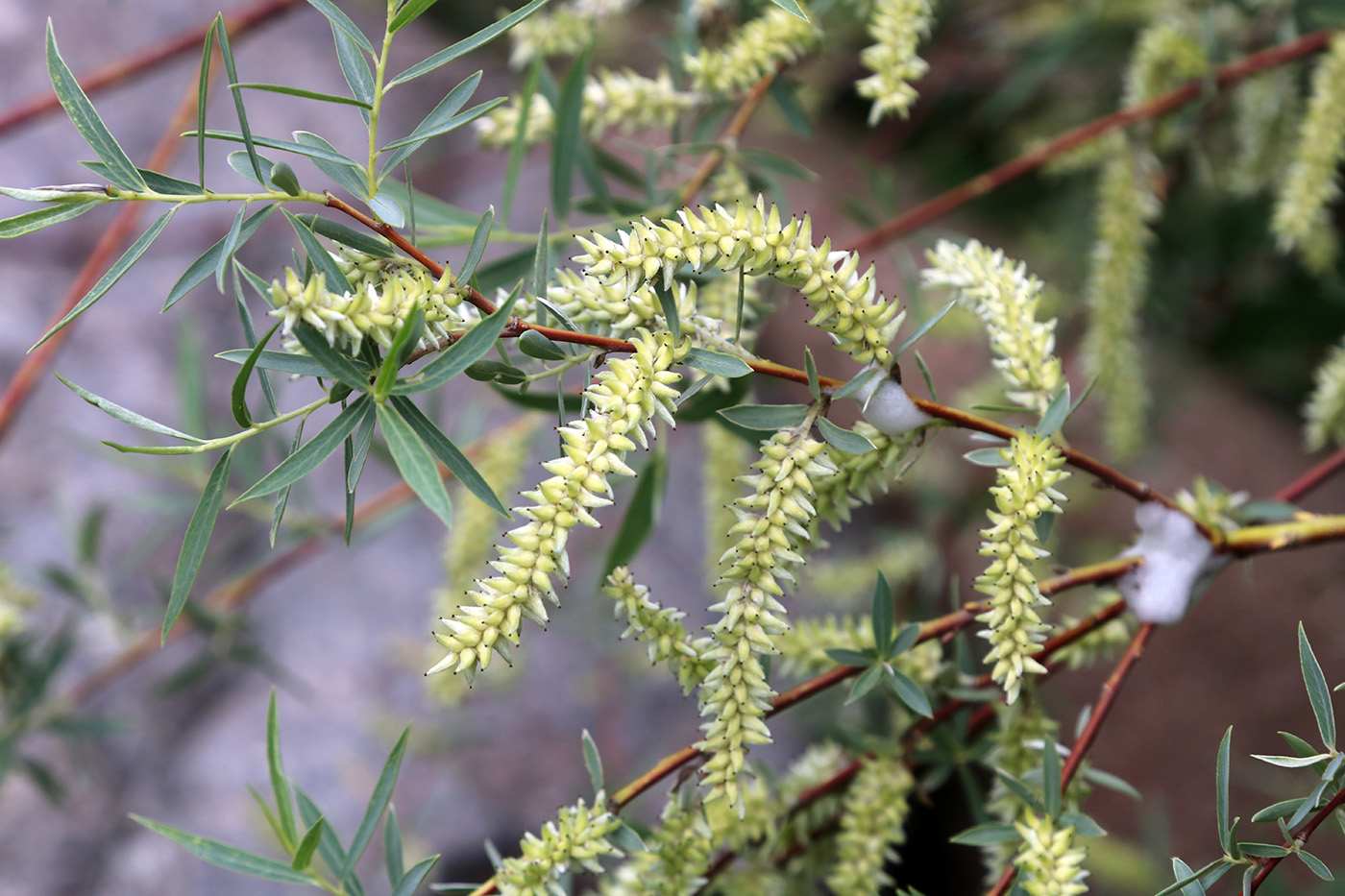 Image of Salix blakii specimen.