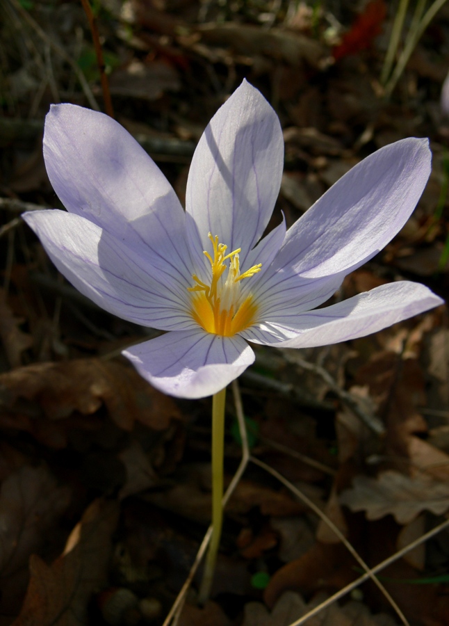 Image of Crocus pulchellus specimen.
