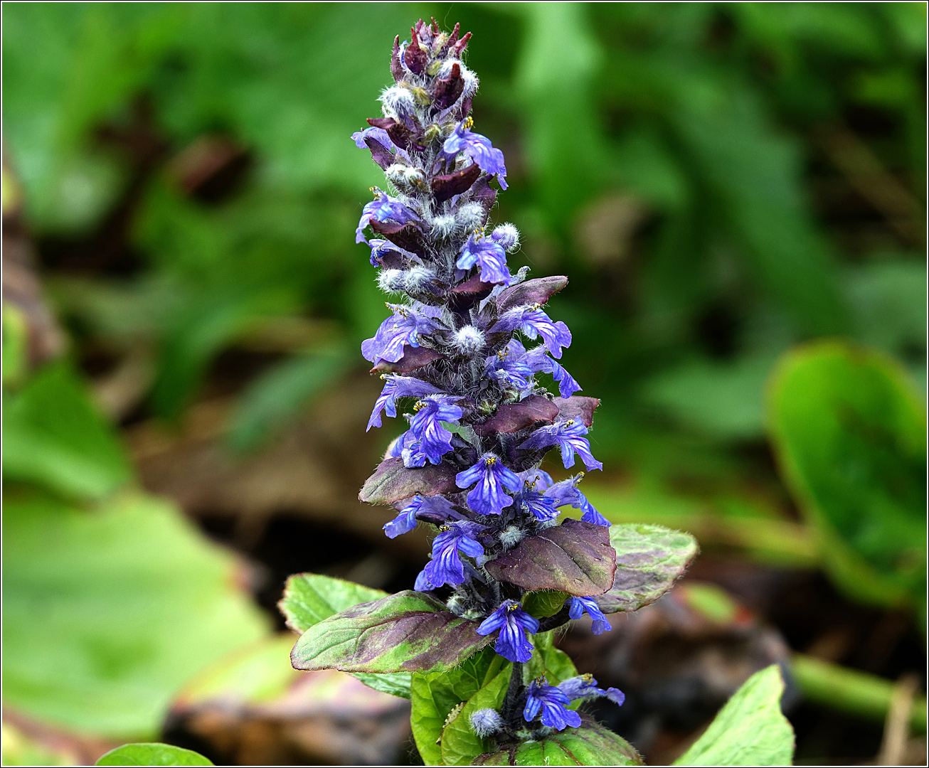 Изображение особи Ajuga reptans.