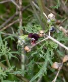 Scrophularia xanthoglossa. Верхушка побега, цветок и верхушка веточки с прошлогодними плодами. Израиль, горы Самарии, восточная часть, окр. поселения Машкиот, пологая верхушка скалы. 21.02.2022.