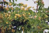 genus Albizia. Часть кроны с цветами и листьями. Мадагаскар, провинция Махадзанга, регион Мелаки, окр. Бекупака, правый берег реки Манамбулу, заповедник \"Цинги де Бамараха\" 09.10.2016.