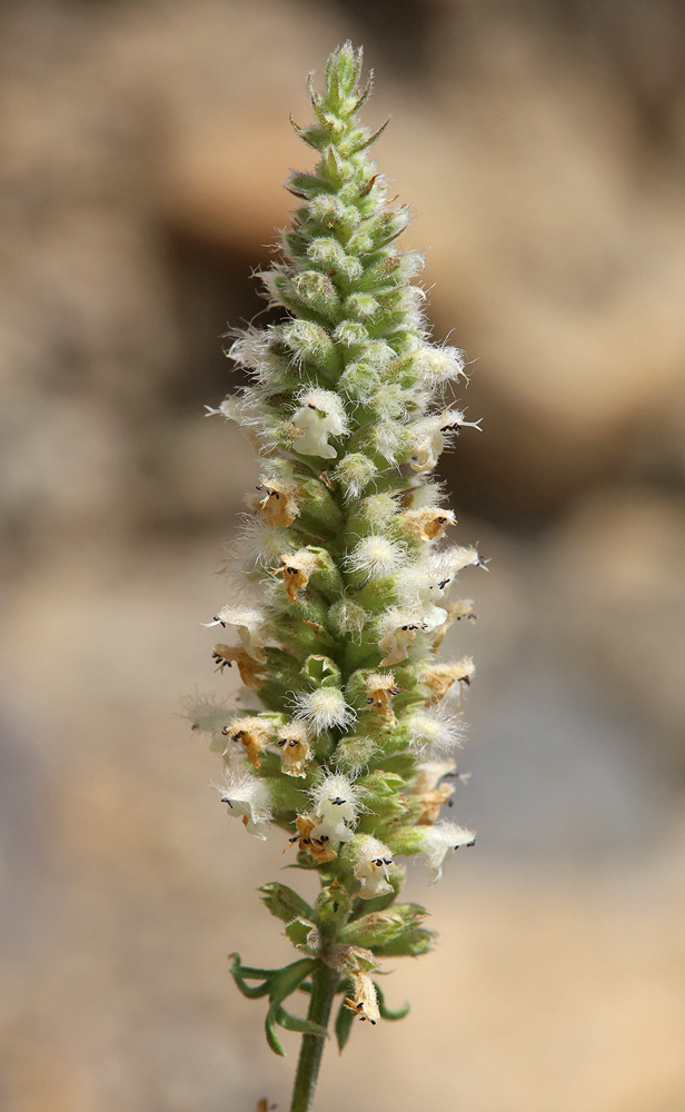 Image of Schizonepeta annua specimen.