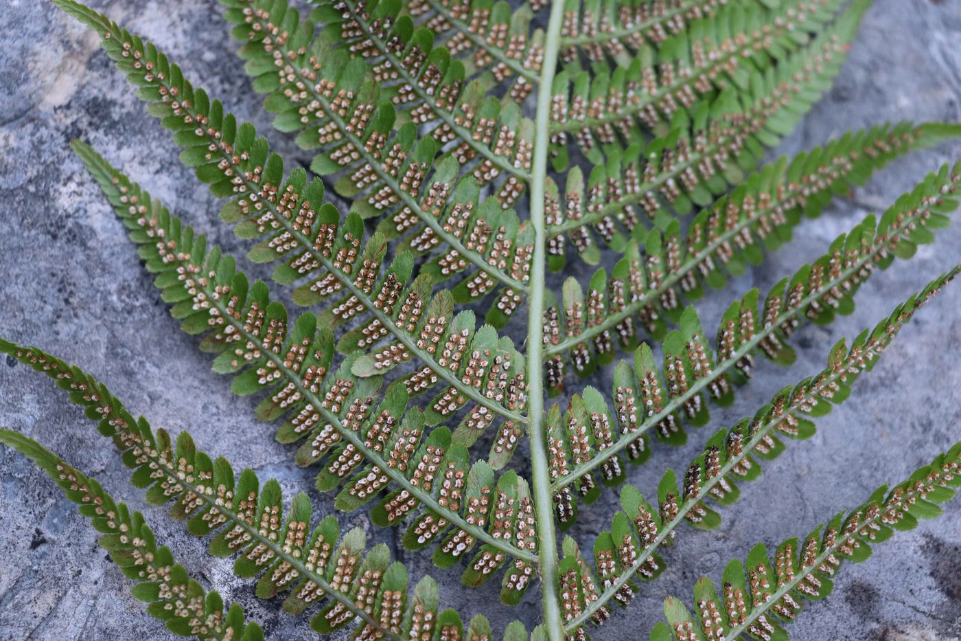 Image of Dryopteris filix-mas specimen.