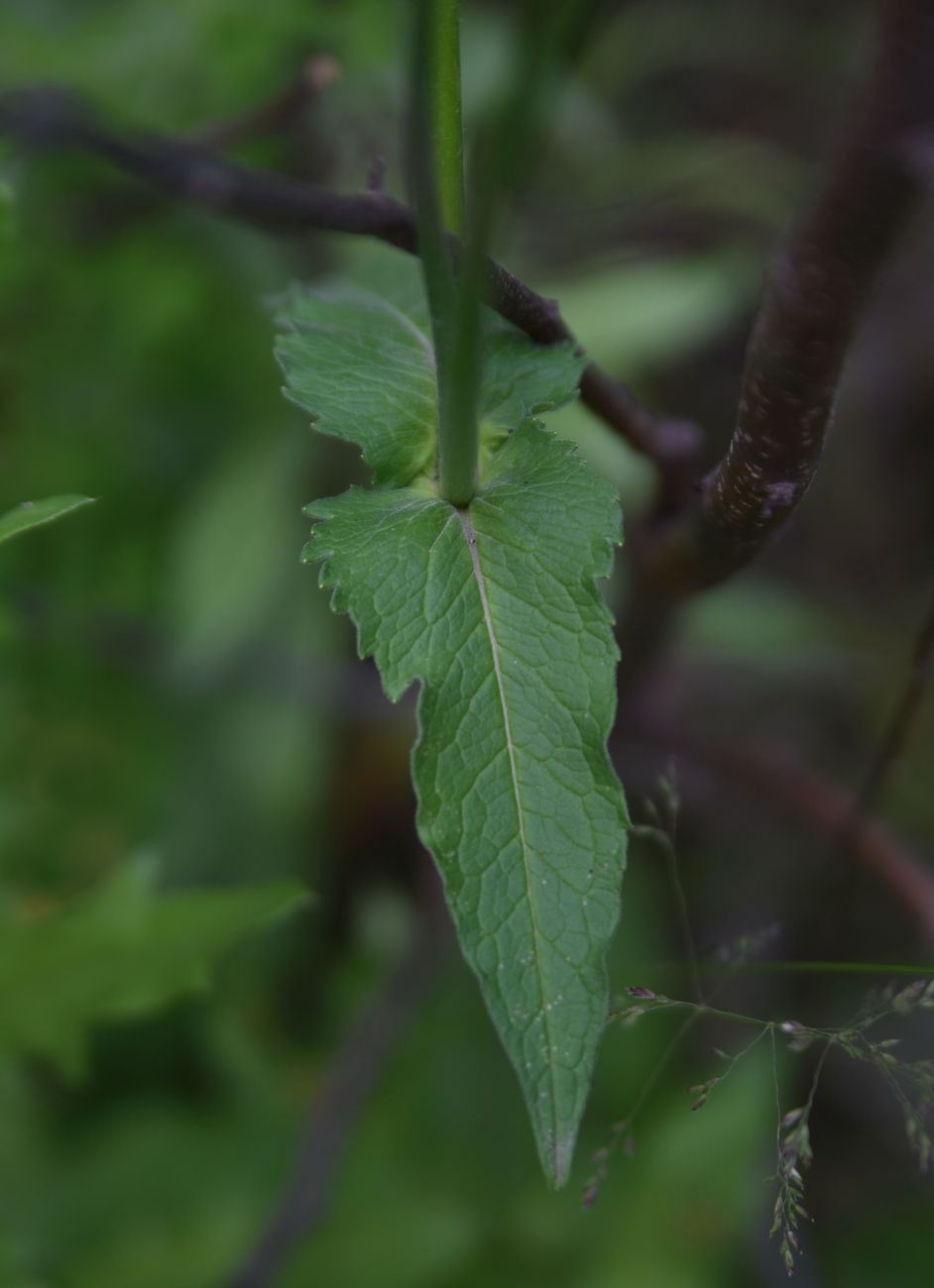 Изображение особи семейство Dipsacaceae.