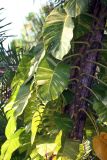 Epipremnum aureum. Вегетирующее растение. Папуа Новая Гвинея, регион Момасе, провинция Маданг, окр. г. Маданг. 25.08.2009.