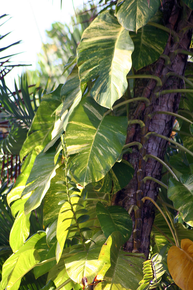 Image of Epipremnum aureum specimen.