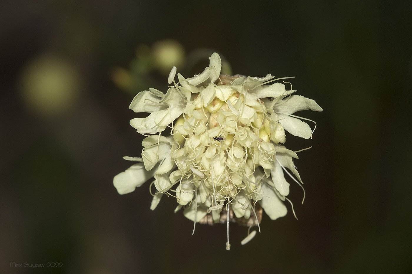 Изображение особи Cephalaria coriacea.