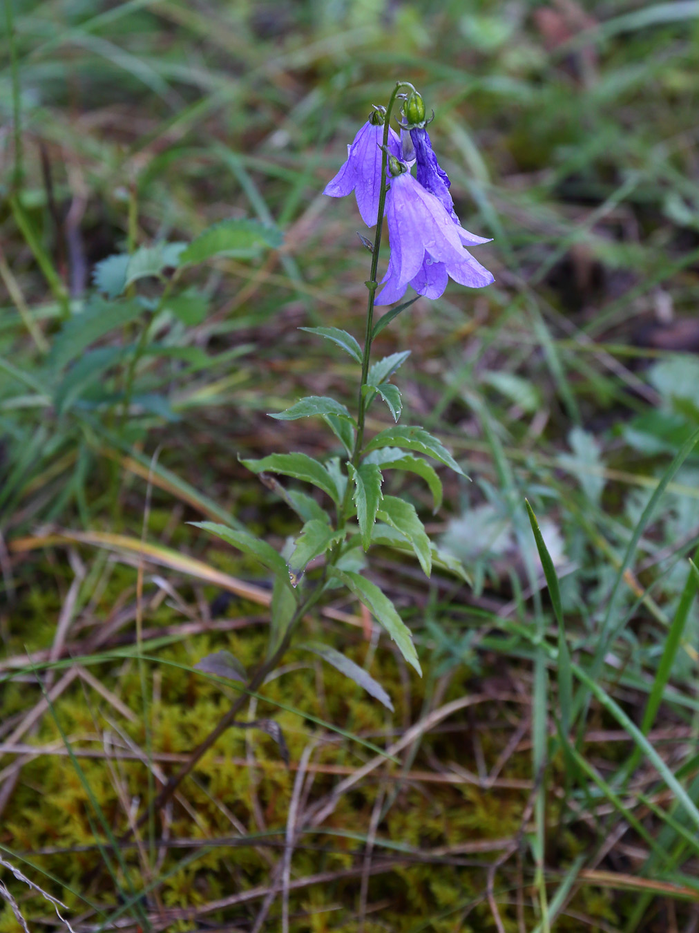 Image of Adenophora lamarckii specimen.