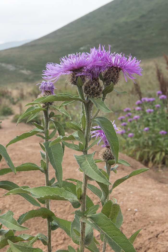 Image of Centaurea alutacea specimen.