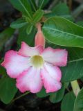 Adenium obesum