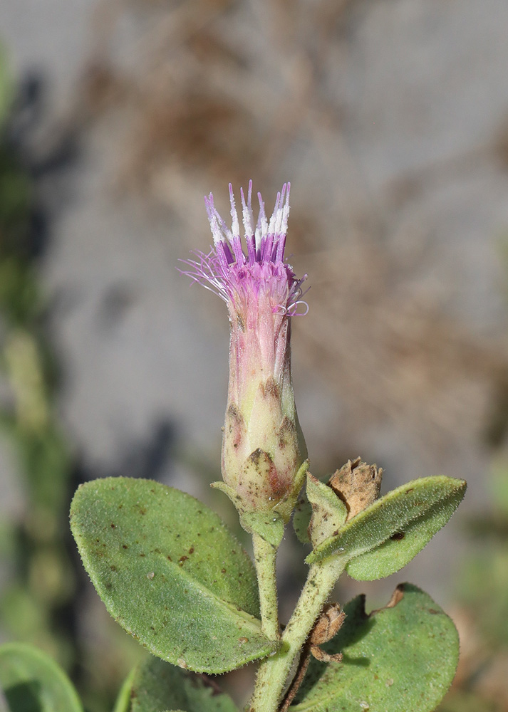 Image of Karelinia caspia specimen.