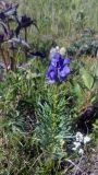 род Aconitum