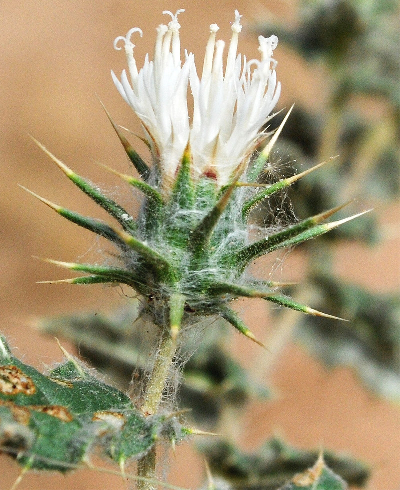 Image of Cousinia bungeana specimen.