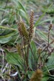 Plantago camtschatica. Соплодия разной степени зрелости. Камчатский край, г. Петропавловск-Камчатский, Халактырский пляж, песчаный пляж. 17.08.2022.