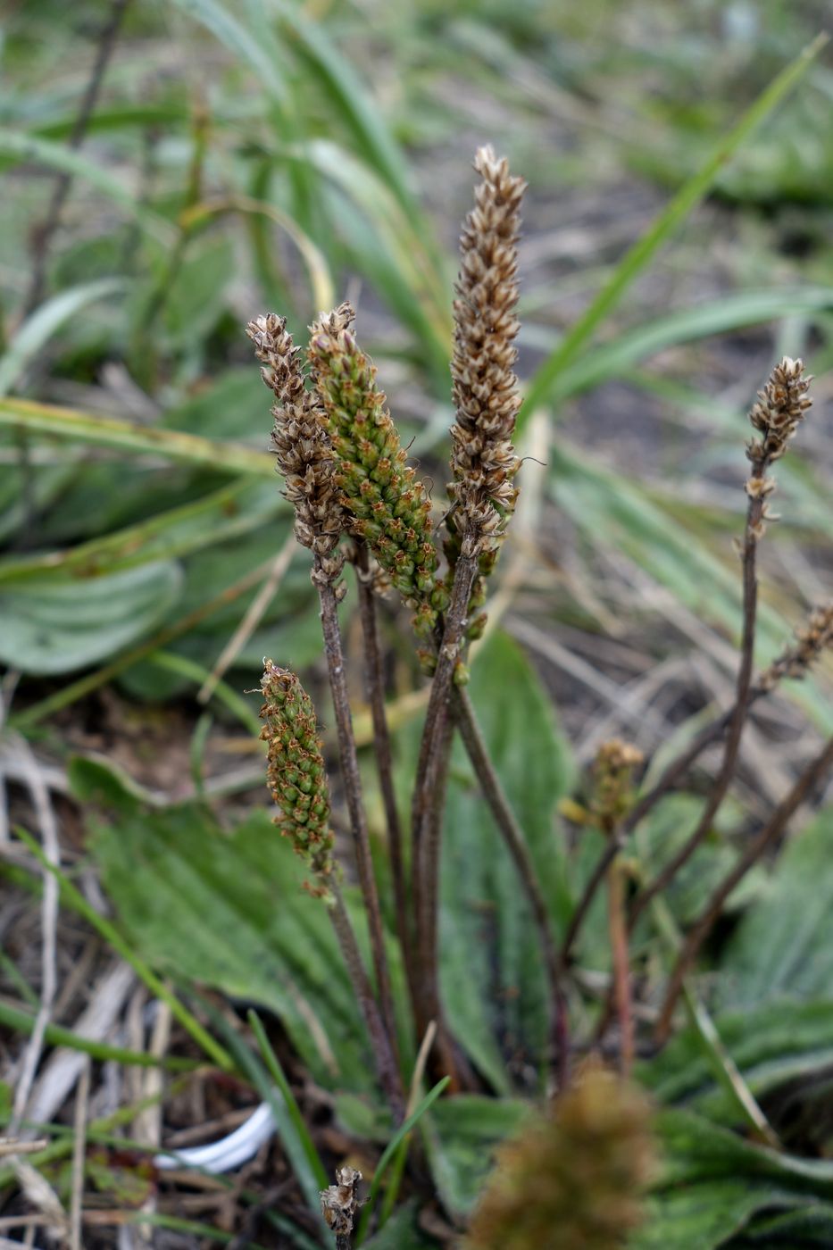 Image of Plantago camtschatica specimen.