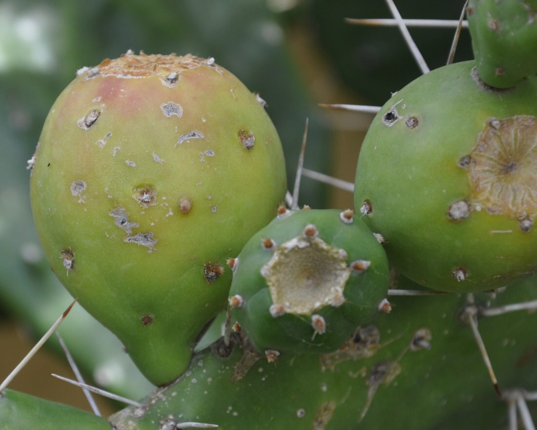 Image of Opuntia dillenii specimen.