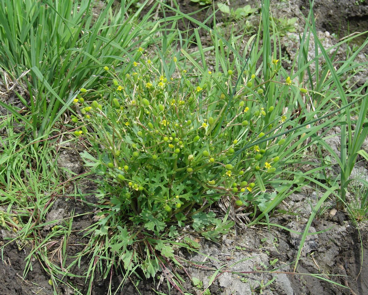 Изображение особи Ranunculus sceleratus.