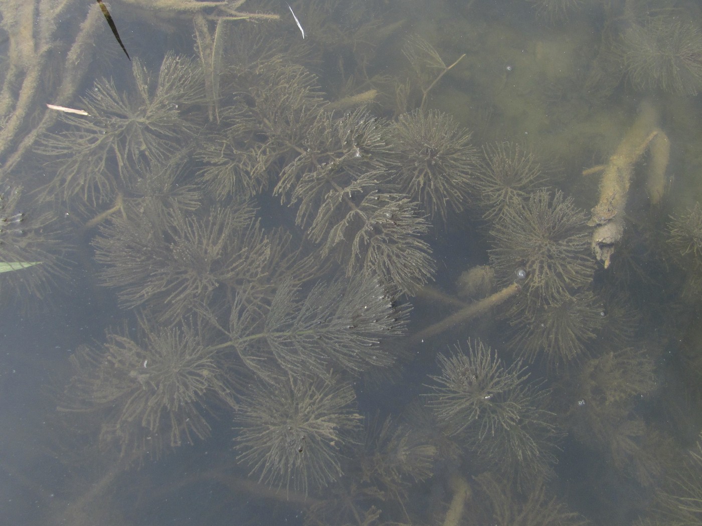 Изображение особи Ceratophyllum submersum.