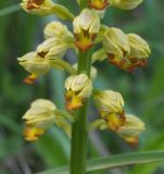 Orchis punctulata