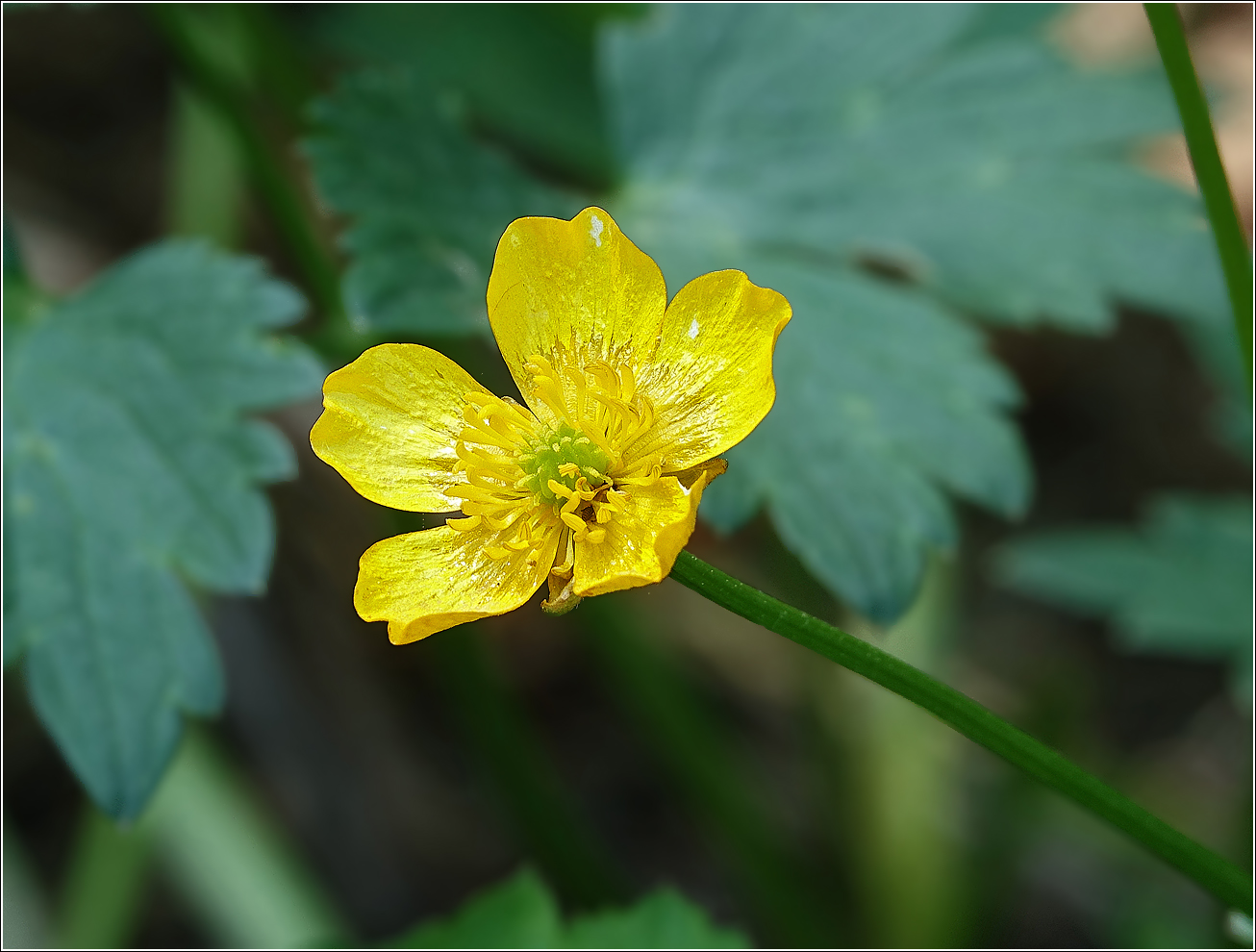 Image of Ranunculus acris specimen.