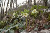 Helleborus caucasicus. Цветущие растения. Краснодарский край, Сочи, окр. мкр-на Мацеста, Сочинский нац. парк, Агурское ущелье, широколиственный лес. 25.01.2015.