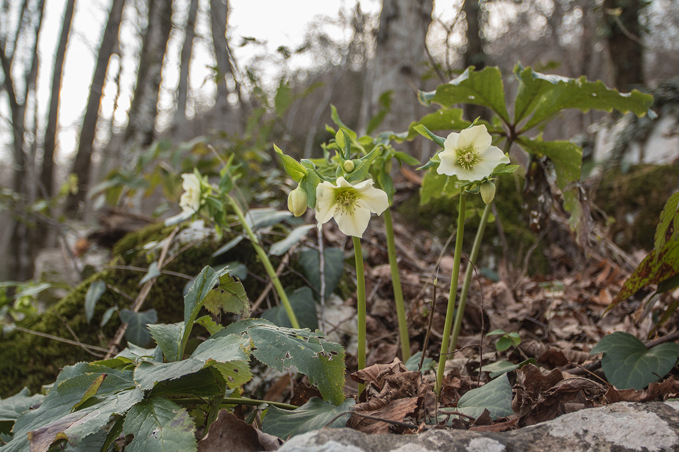 Изображение особи Helleborus caucasicus.