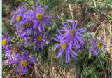Aster bessarabicus