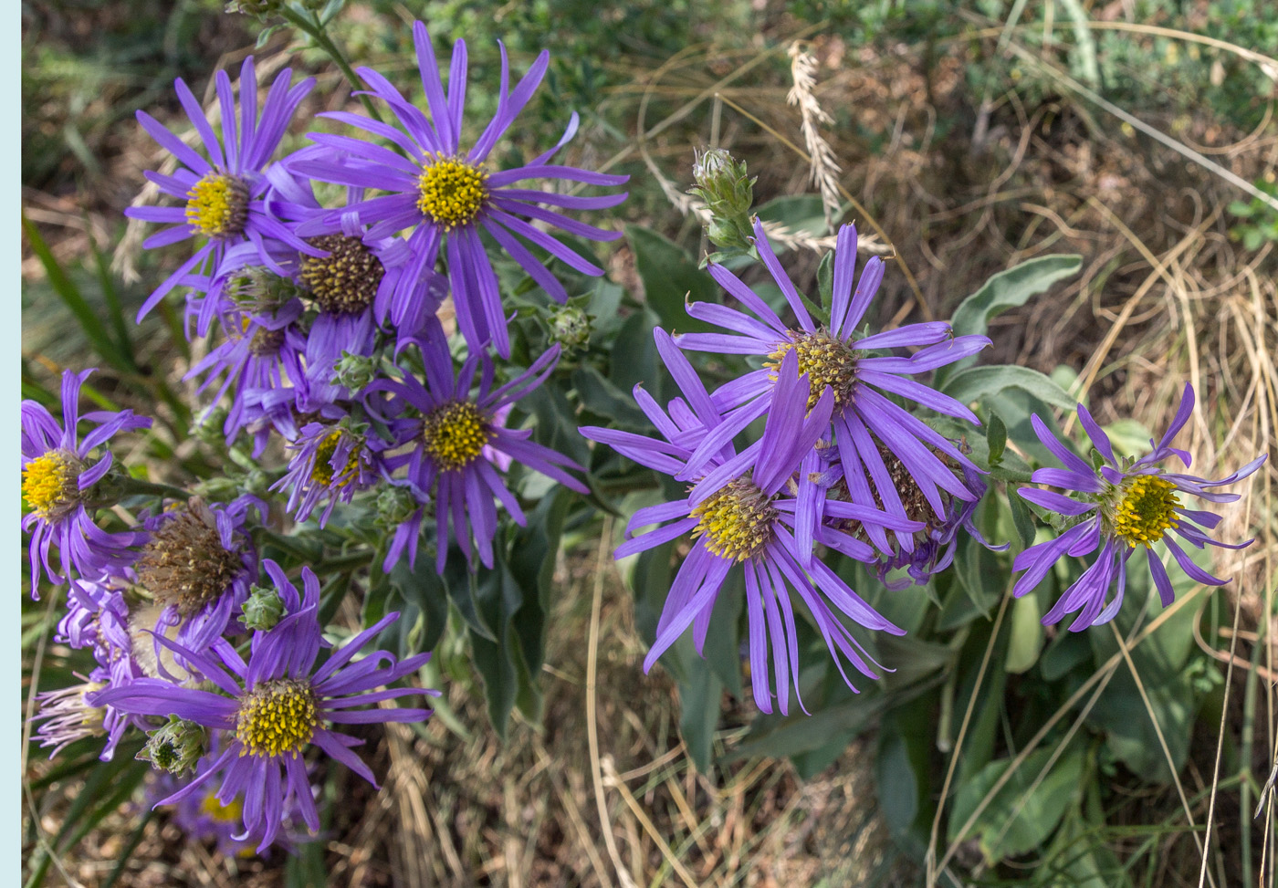 Изображение особи Aster bessarabicus.