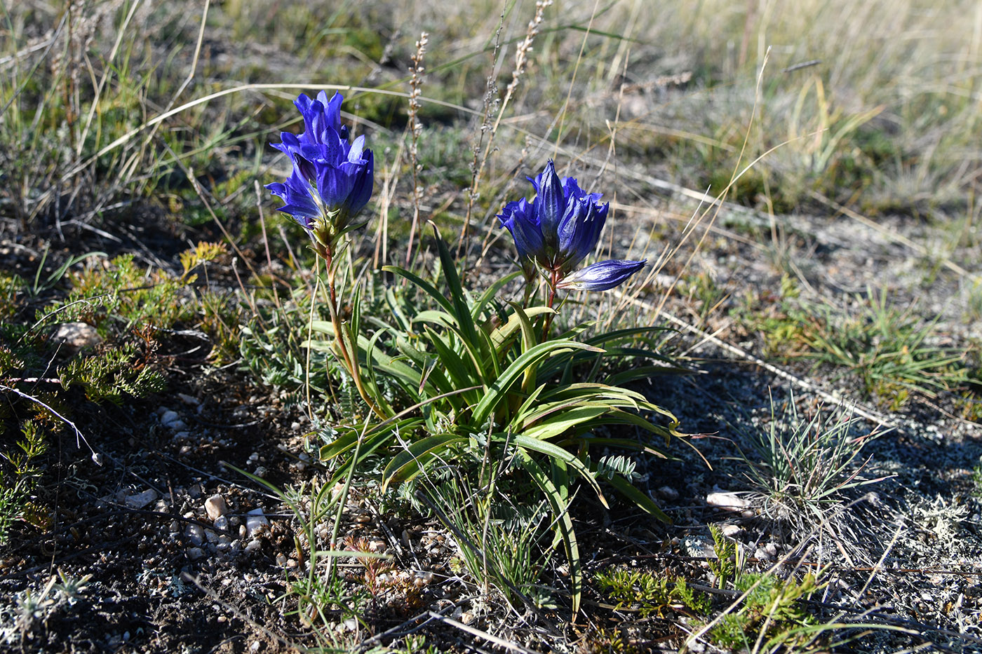 Изображение особи Gentiana decumbens.