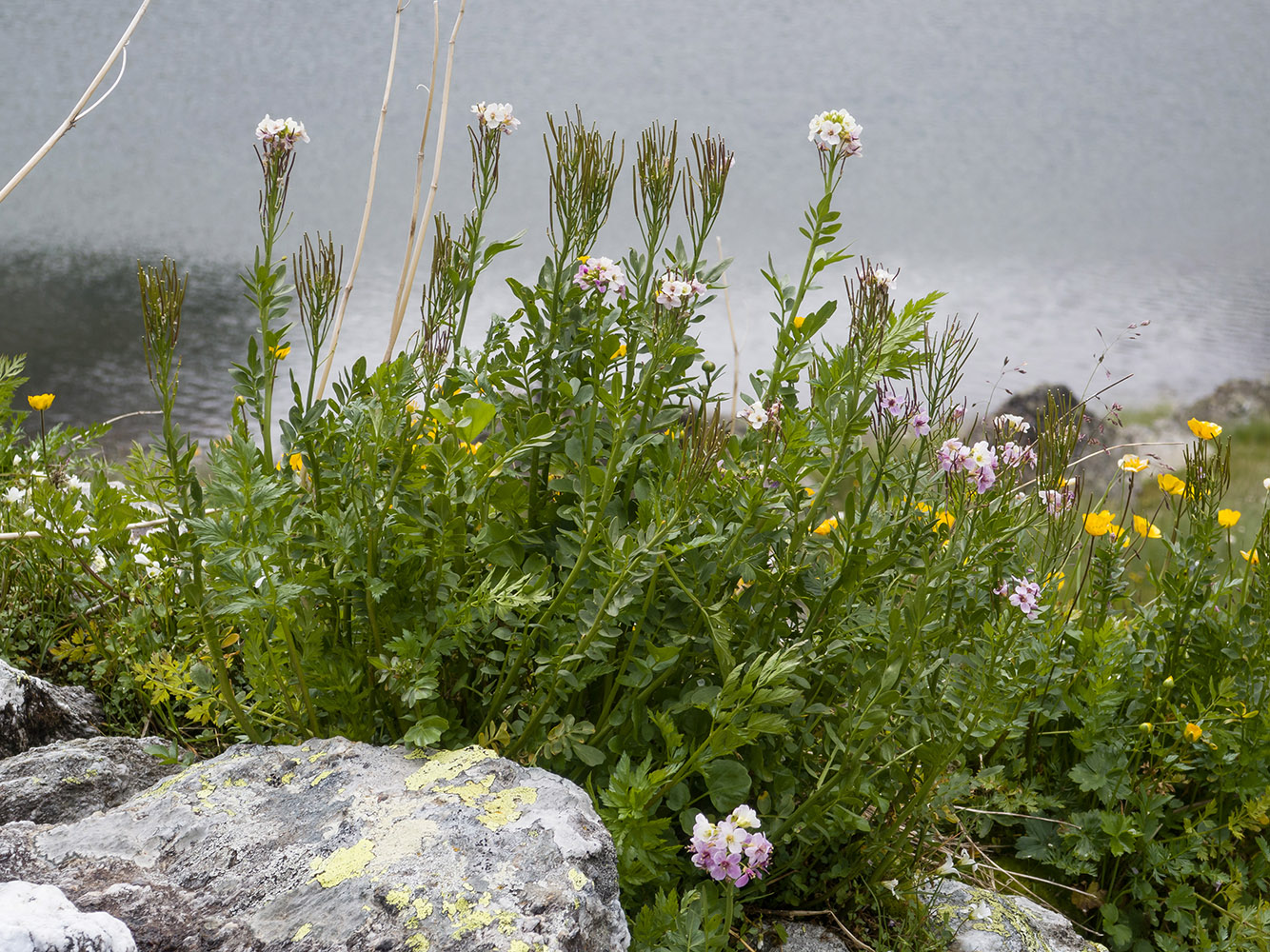 Image of Cardamine uliginosa specimen.