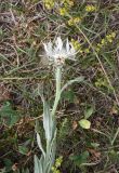 Centaurea cheiranthifolia