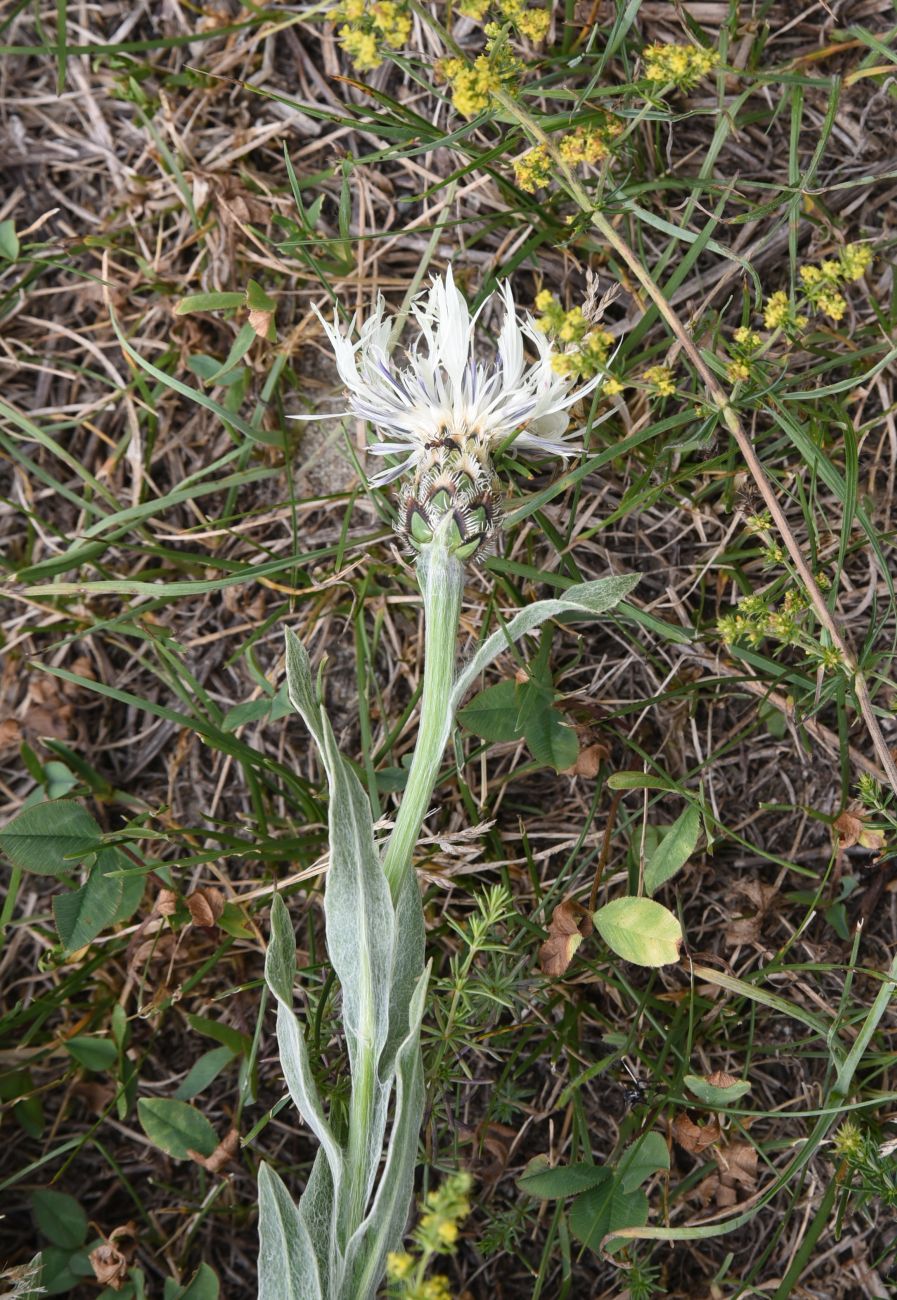 Изображение особи Centaurea cheiranthifolia.