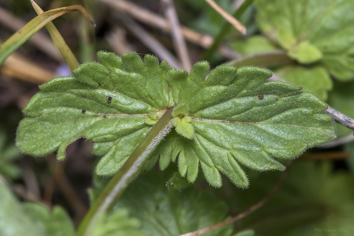 Image of Veronica chamaedrys specimen.