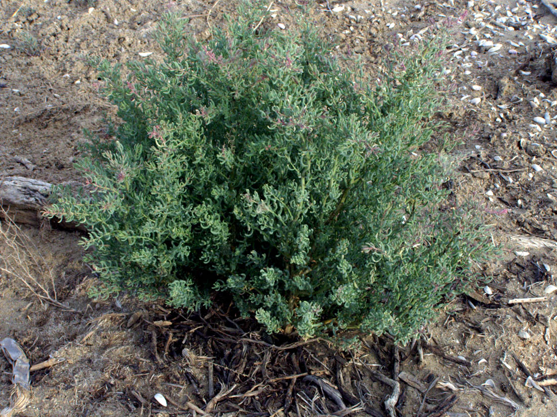 Image of Suaeda crassifolia specimen.