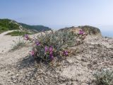 Astragalus subuliformis