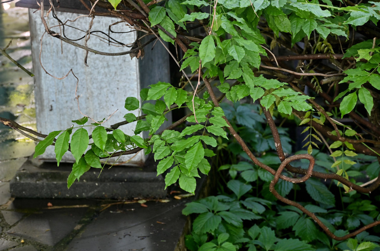 Изображение особи Wisteria sinensis.