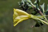 genus Oenothera. Цветок (вид сбоку). Приморье, Хасанский р-н, окр. Славянского гор. пос., юго-восточная сторона полуострова, приморский луг. 12.07.2023.