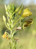 Oenothera biennis. Соцветие с несколькими увядающими цветками и одним распускающимся. ДНР, г. Донецк, Кировский р-н, балка Плотникова, левый склон, разреженное степное сообщество на обнажении лёсса. 13.07.2023.