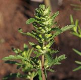 Смотреть изображение Dracocephalum moldavica