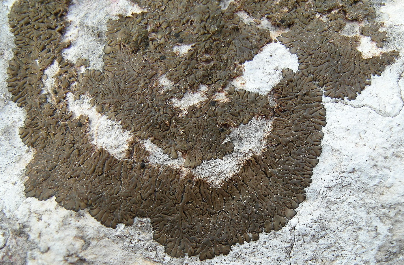 Image of Placolecis opaca specimen.