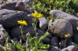 Sonchus arvensis