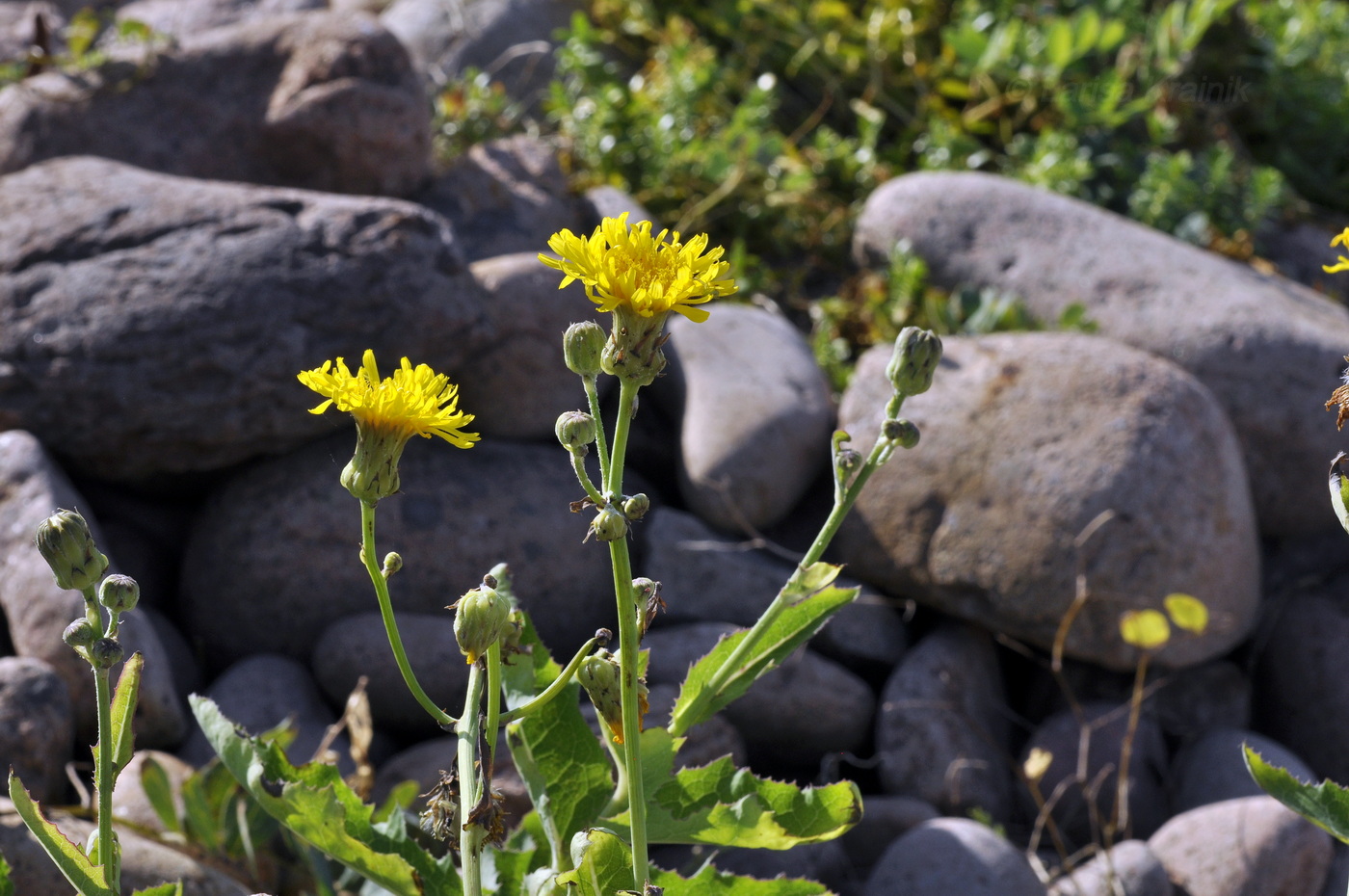 Изображение особи Sonchus arvensis.