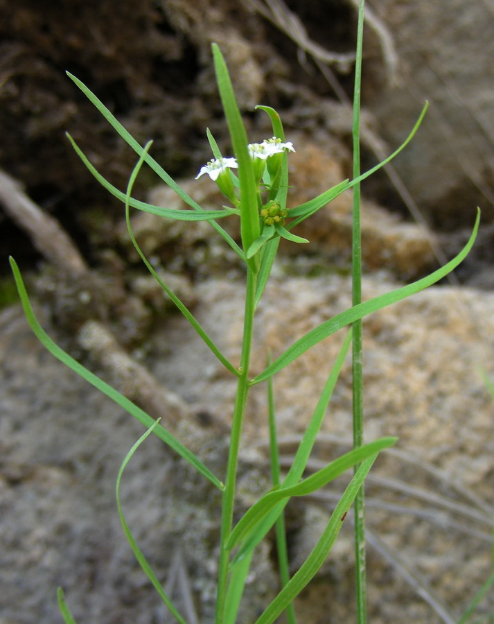 Изображение особи Thesium alatavicum.