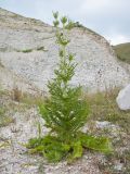 Dipsacus laciniatus