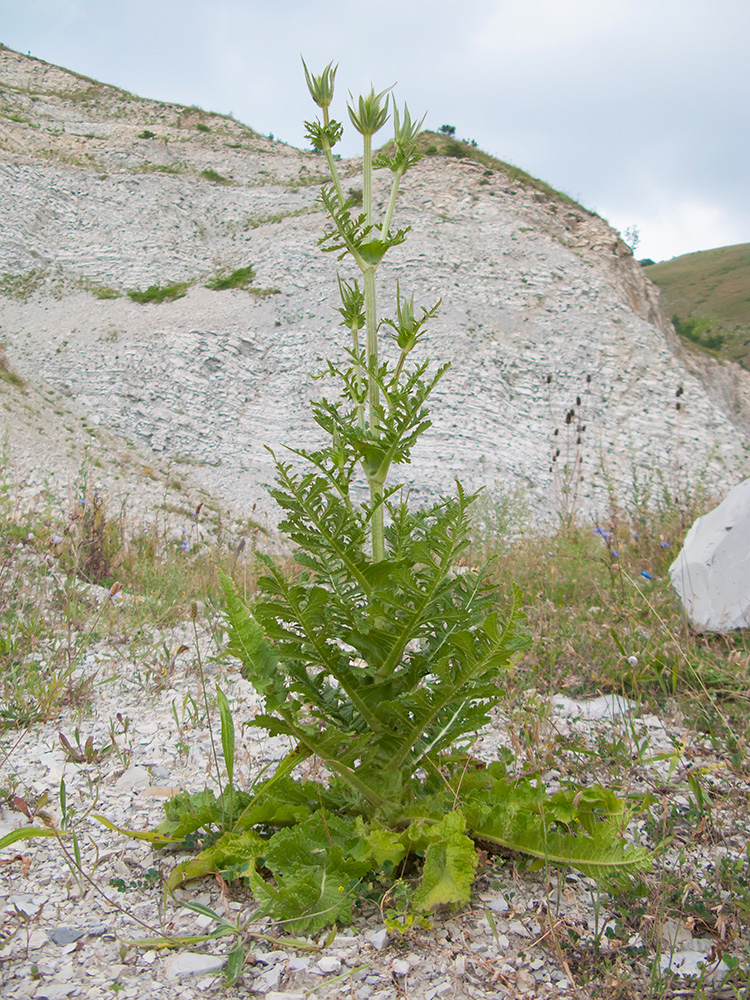 Image of Dipsacus laciniatus specimen.