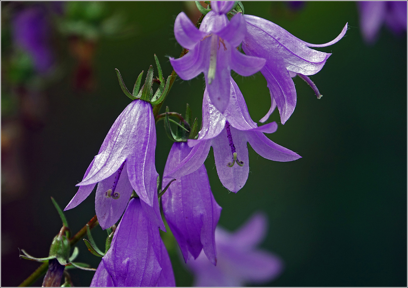 Изображение особи Campanula rapunculoides.